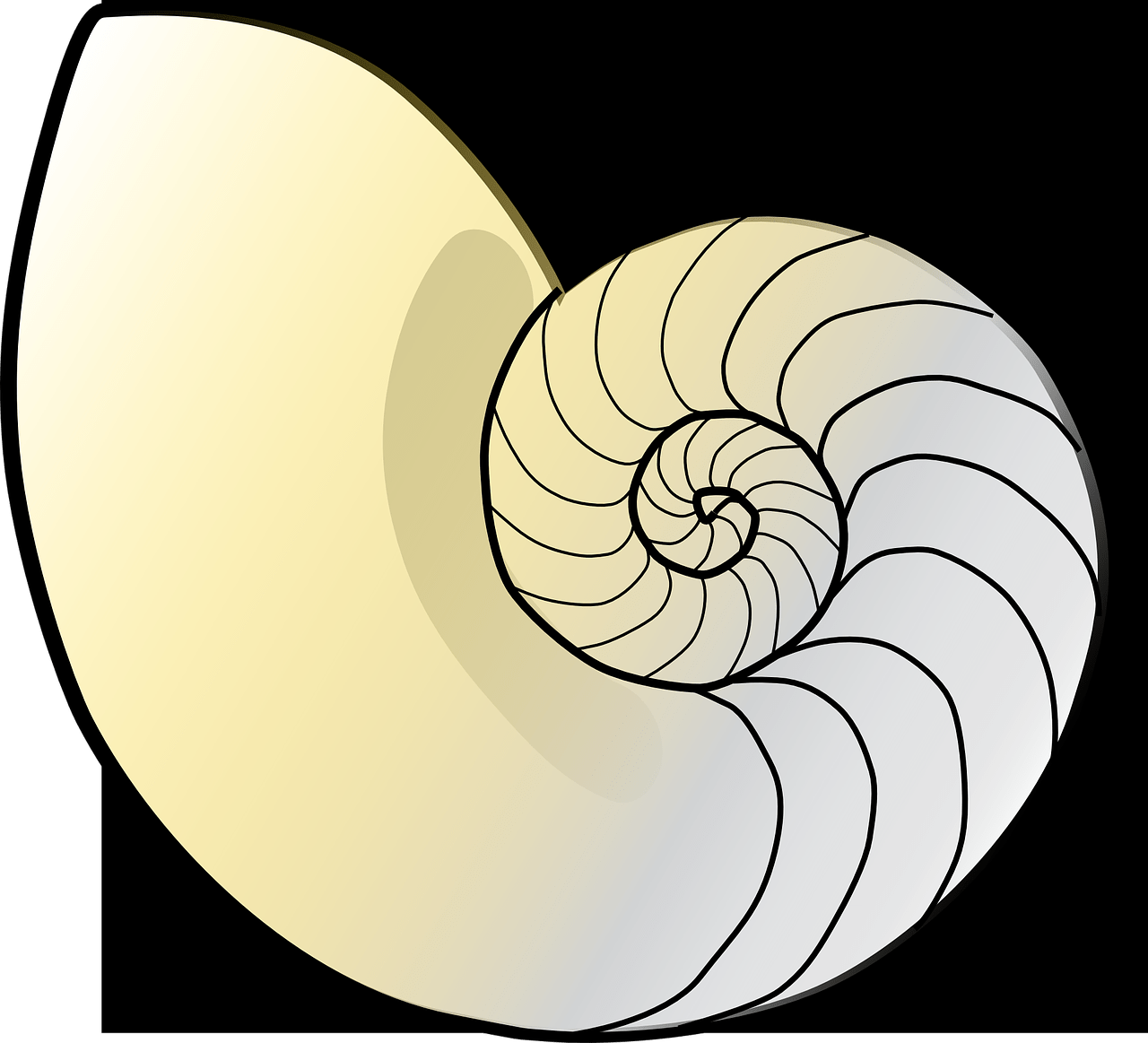 shell of a nautilus